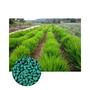 Imagem de Brachiaria Hibrida Cobra p/ produzir Feno Gado de Corte 3kg