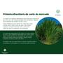 Imagem de Brachiaria Hibrida Cobra p/ produzir Feno Gado de Corte 3kg