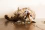 Imagem de Brinquedo Bolinha Lambe Formato Bichinhos Catnip Relaxante - CASTSEG