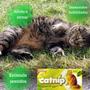 Imagem de Brinquedo Catnip Erva 100% Natural Para Gatos Gatinhos Relaxante Divertido Interativo Pet Cat Nip Evita Cama Sofá Cortina 10g Ecolog