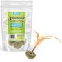 Imagem de Brinquedo Catnip Lollipop Raw Paws Silvervine - 3 Unidades