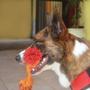 Imagem de Brinquedo Corda com Mordedor Mimo Básico para Cães - PP118