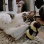 Imagem de Brinquedo de Catnip Meowijuana com Pacote de Ervas para Gatos