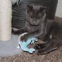 Imagem de Brinquedo de Pelúcia para Gatos GRRREEN Whale - Kicker com Catnip