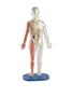 Imagem de Brinquedo educacional SmartLab Toys Squishy Human Body com 21 peças