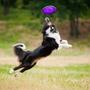 Imagem de Brinquedo Interativo Lançamento Disco Frisbee Para Cachorros