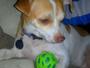 Imagem de Brinquedo Jw Crackle Heads Ball Para Cães Pequeno - Verde