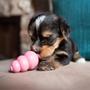 Imagem de Brinquedo Kong Puppy Rosa G