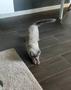 Imagem de Brinquedo Laser Pet Gato Cachorro Interativo Cat Anti Stress