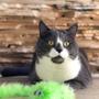 Imagem de Brinquedo p/ Gato JW Cataction Featherlite Squeaky