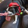 Imagem de Brinquedo Para Cachorro De Corda Resistente Cabo De Guerra Verde Claro