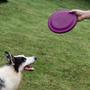 Imagem de Brinquedo Pet Frisbee Profissional Esporte Cachorro Disco Anti-stress