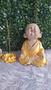 Imagem de Budas Amarelo Buda Sorriso + Trio de Buda Bebê Cego Surdo Mudo