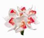 Imagem de Buque Orquidea Cymbidium - Mix Rose 31cm