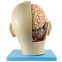 Imagem de Cabeça Humana com Caixa Craniana, Cérebro e Crânio em 4 Pts