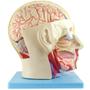 Imagem de Cabeça Humana Com Caixa Craniana, Cérebro E Crânio Em 4 Pts