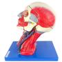 Imagem de Cabeça Humana com Músculos e Cérebro em 10 partes