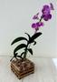 Imagem de Cachepo De Madeira Para Orquídea 15x15 cm com vaso nº 2 - Kit 10 Unidades