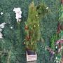 Imagem de Cachepô De Madeira Quadrado Vaso Decorativo Para Orquídeas E Plantas Tam M Decoração Sustentável
