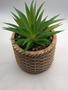 Imagem de Cachepot de ceramica com suculenta rattan 10cm x 10cm x 17cm