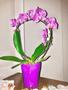 Imagem de Cachepot para orquídea kit com 4