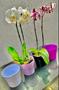 Imagem de Cachepot para orquídea kit com 4