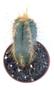 Imagem de Cacto Azul Ou Pilosocereus Azureus