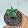 Imagem de Cacto Estrela Astrophytum Nudum Pt 06 Plantada Top Coleção