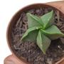 Imagem de Cacto Estrela Astrophytum Nudum Pt 06 Plantada Top Coleção