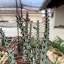 Imagem de Cacto Euphorbia Aeruginosa Planta Raríssima Coleção Lindas