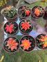 Imagem de Cacto Raro Color Gymnocalycium Mihanovichi Variegata Matriz