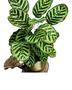 Imagem de Calathea Maranta mnakoyana Pavão Rezadeira