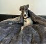 Imagem de Cama Cave Cachorros Whippet com coberta GG 80x80