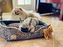 Imagem de Cama para cachorro cama para gato caminha para pet retangular animal print cachorrinho pequeno a porte grande