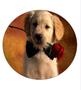 Imagem de Capa De Estepe Ecosport Crossfox Cachorrinho Com Flor