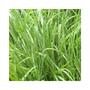 Imagem de Capim Massai Panicum Maximum 4kg Sementes