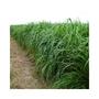 Imagem de Capim Tanzania Panicum Maximum 3kg Sementes - Sementes Brasil