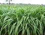 Imagem de Capim Tanzania Panicum Maximum - 5kg De Sementes