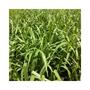Imagem de Capim Zuri Panicum Maximum 1kg Sementes - Sementes Brasil