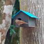 Imagem de Casa para pássaros kit com 10 casinha Plástico recicado