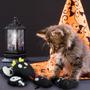 Imagem de Cat Catnip Toys Homu Horrible Halloween Ghost, conjunto de 6