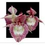 Imagem de Catasetum ( ( Pileatum X Susan Fuchs ) X ( Pileatum Imperial