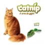 Imagem de Catnip Kit Com 03 Caixinhas de Erva dos Gatos Desidratada Petlon
