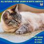 Imagem de Catnip Smokey's Stash - 350ml de Catnip Seco Moído Sem Caule