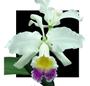 Imagem de Cattleya General Pau Semi Alba