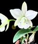 Imagem de Cattleya Nobilior Alba Maranhão X Alba Filha De Rosinha