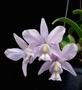 Imagem de Cattleya Nobilior Coerulea Papagaio Verde X Miranda