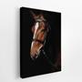 Imagem de Cavalo Animais Fotografia Fundo Preto Quadro Canvas 60x40cm