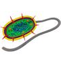 Imagem de Célula Bactéria Procarionte 27 cm Impressão 3d Maquete Biologia Citologia