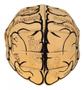 Imagem de Cérebro corpo humano em forma de capacete escolar anatomia educativos